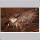 Hirundo rustica - Rauchschwalbe 07.jpg